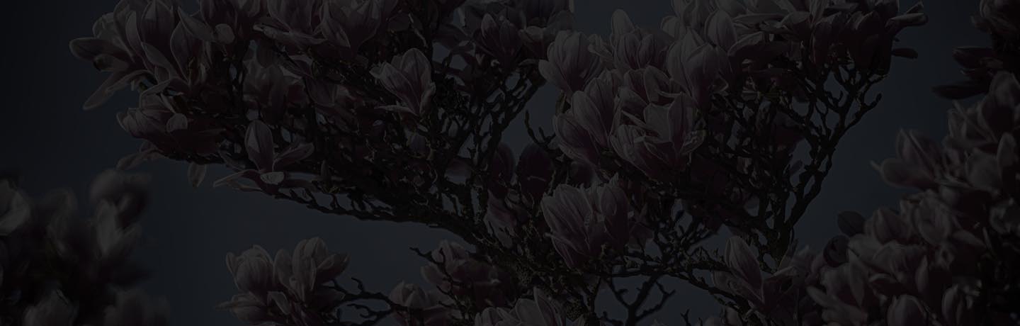 Fine Photography by GERWIN ◙ ИIWЯƎӘ banner